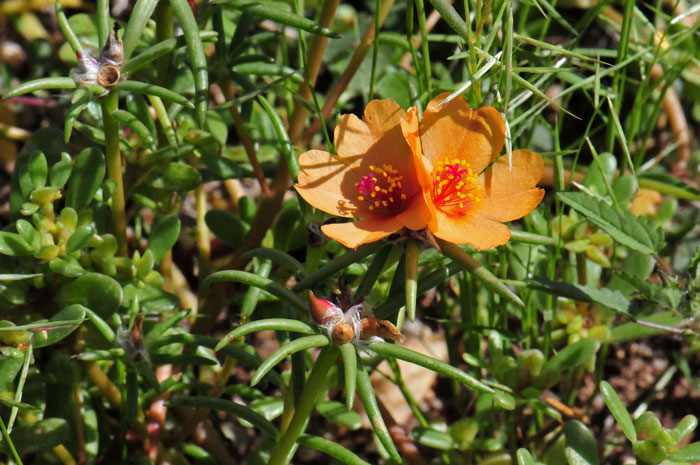 Portulaca suffrutescens, Shrubby Purslane